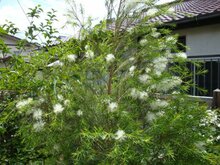 Theeboom (Melaleuca alternifolia)