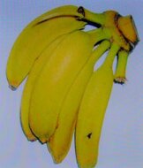 Helen&#039;s banaan (Musa sp. &#039;Helens Hybrid&#039;)