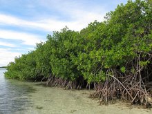Rode mangrove (Rhizophora mangle)