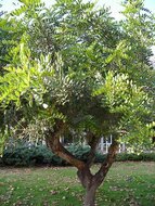 Johannesbroodboom (Ceratonia siliqua)