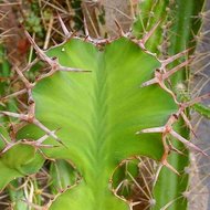 Koeienhoorn Euphorbia (Euphorbia grandicornis)