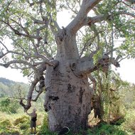 Australische baobab (Adansonia gregorii)