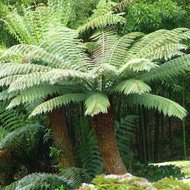 Tasmaanse boomvaren (Dicksonia antarctica)
