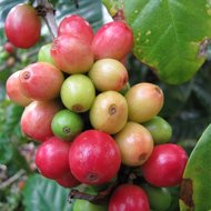 Dwergkoffie (Coffea arabica &#039;nana&#039;)