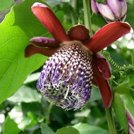 Gevleugelde passiebloem (Passiflora alata)