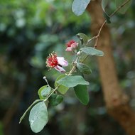 Ananasguave (Feijoa sellowiana)