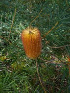 Haarspeld-Banksia (Banksia spinulosa)