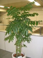 Australische kastanje (Castanospermum australe)