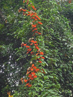 Goudblad Bauhinia (Phanera aureifolia)