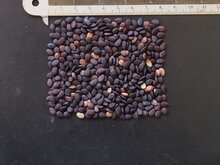 Maypop passiebloem (Passiflora incarnata)