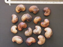 Cashew (Anacardium occidentale)