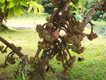 Olifantsoor-vijg (Ficus auriculata)