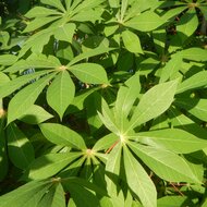 Cassave (Manihot esculenta)