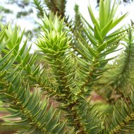 Paran&aacute;-den (Araucaria angustifolia)