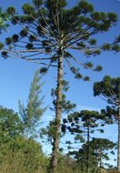 Paran&aacute;-den (Araucaria angustifolia)