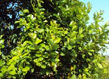Zuid-Indiase pruim (Syzygium caryophyllatum)