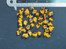 Gele paradijsvogelbloem (Strelitzia reginae &#039;Mandela&#039;s Gold&#039;)