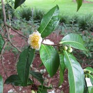 Yunnan-theeplant (Camellia taliensis)