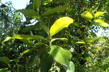 Yunnan-theeplant (Camellia taliensis)