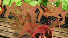 Rode vlinderplant (Christia vespertilionis)