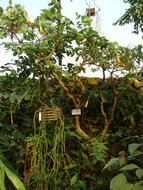 Rode engelentrompet (Brugmansia sanguinea)