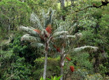 Quindio waspalm (Ceroxylon quindiuense)