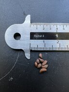 Witte vleermuisbloem (Tacca integrifolia)