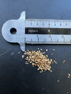 Bodhiboom (Ficus religiosa)