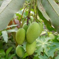 Kopyor mango (Mangifera laurina)