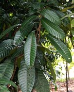 Griffith's mango (Mangifera griffithii)