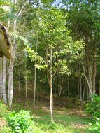 Lichtrode meranti (Rubroshorea leprosula)