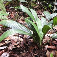 Pinang tanahpalm (Pinanga subterranea)