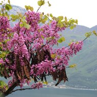 Judasboom (Cercis siliquastrum)