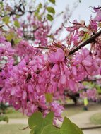 Judasboom (Cercis siliquastrum)