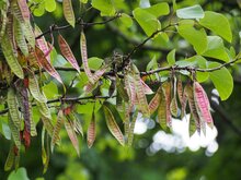 Judasboom (Cercis siliquastrum)