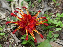 Rode gemberbloem (Etlingera coccinea)