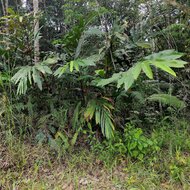 Rode gemberbloem (Etlingera coccinea)