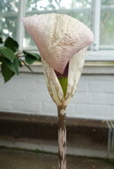 Aronskelk (Amorphophallus yunnanensis)
