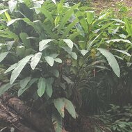 Hutanbanaan (Musa lawitiensis)