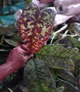 Gevlekte dwergpalm (Pinanga aristata)