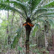 Palmvaren (Cycas scratchleyana)