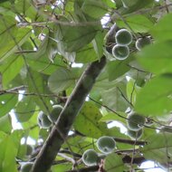 Benzo&euml;boom (Styrax benzoin)