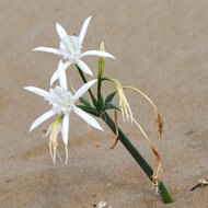 Zee-narcis (Pancratium maritimum)