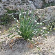 Zee-narcis (Pancratium maritimum)
