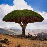 Socotra drakenbloedboom (Dracaena cinnabari)