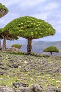 Socotra drakenbloedboom (Dracaena cinnabari)