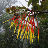 Aetanthus (Aetanthus nodosus)