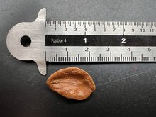 Gouden trompetbloem (Allamanda cathartica)