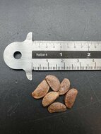 Amerikaanse persimoen (Diospyros virginiana)