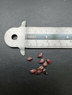 Gebakken-ei-boom (Oncoba spinosa)